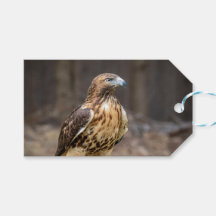 ハドソン渓谷のアカオタカ