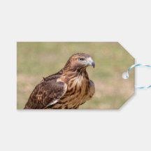 ハドソン渓谷のアカオタカ