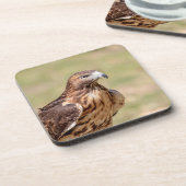 ハドソン渓谷のアカオタカ コースター (左側)