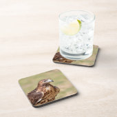 ハドソン渓谷のアカオタカ コースター (右側)