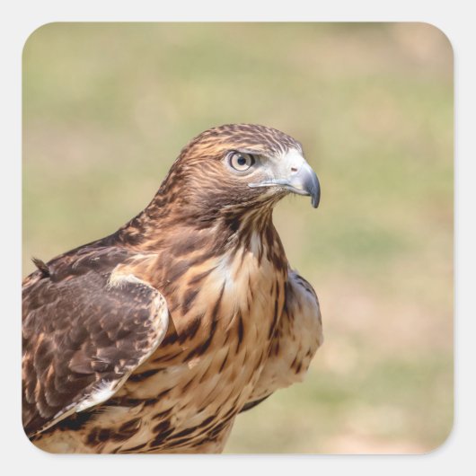 ハドソン渓谷のアカオタカ スクエアシール (正面)