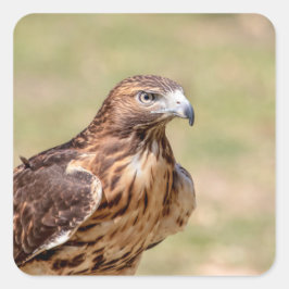 ハドソン渓谷のアカオタカ スクエアシール