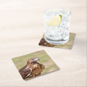 ハドソン渓谷のアカオタカ スクエアペーパーコースター (インサイチュ)