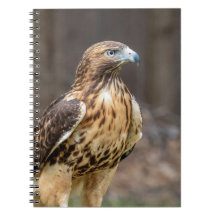 ハドソン渓谷のアカオタカ