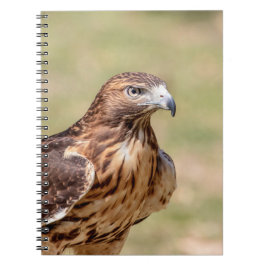 ハドソン渓谷のアカオタカ ノートブック