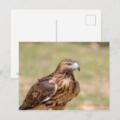 ハドソン渓谷のアカオタカ ポストカード (正面/裏面)