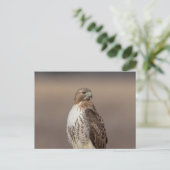 ハドソン渓谷のアカオタカ ポストカード (スタンド正面)