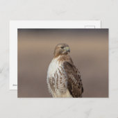 ハドソン渓谷のアカオタカ ポストカード (正面/裏面)