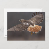 ハドソン渓谷のアカオタカ ポストカード (正面/裏面)