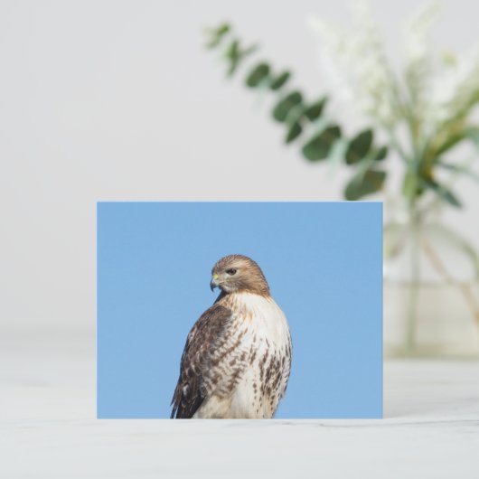 ハドソン渓谷のアカオタカ ポストカード (スタンド正面)