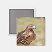 ハドソン渓谷のアカオタカ マグネット (正面/裏面)