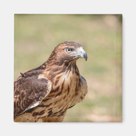 ハドソン渓谷のアカオタカ マグネット