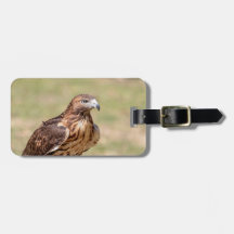 ハドソン渓谷のアカオタカ