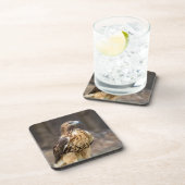 ハドソン渓谷のアカタカ コースター (右側)