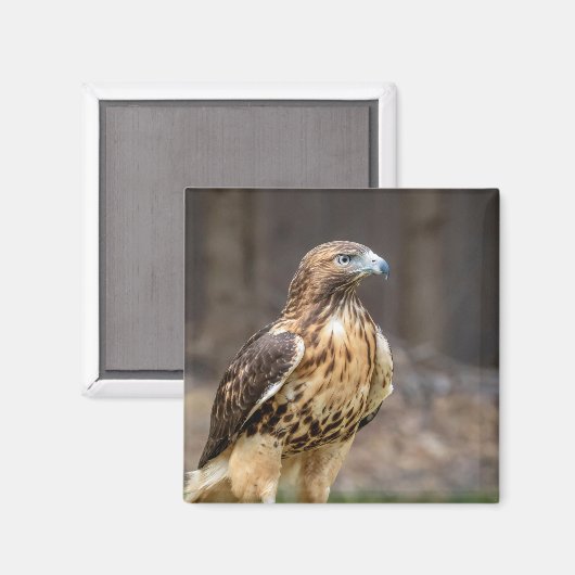 ハドソン渓谷のアカタカ マグネット (正面/裏面)