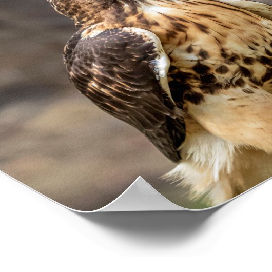 ハドソン渓谷の10x8赤尾のタカ ポスター (角)