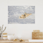 ハドソン湾近くのホッキョクグマ ポスター (キッチン)