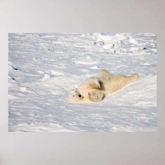 ハドソン湾近くのホッキョクグマ ポスター (正面)