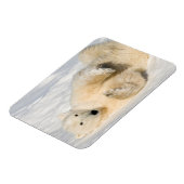 ハドソン湾近くのホッキョクグマ マグネット (左側)