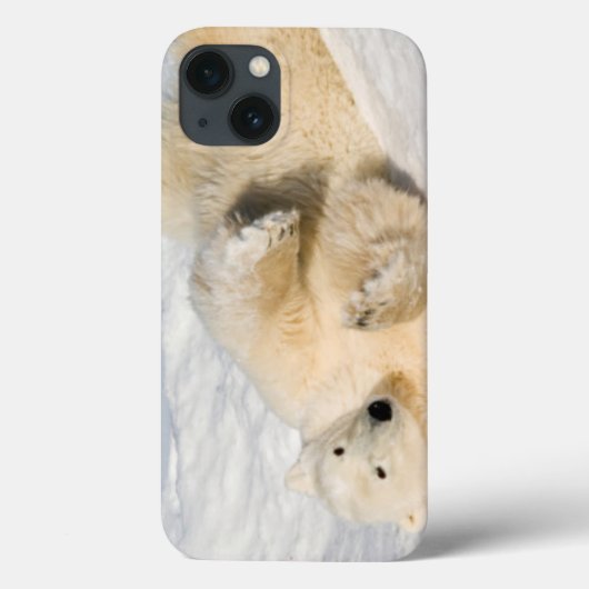 ハドソン湾近くのホッキョクグマ Case-Mate iPhoneケース (裏面)