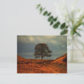 ハドリアンのウォールシカモアギャップ – はがき (スタンド正面)