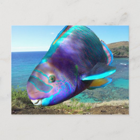 ハナウマベイオアフハワイオウム ポストカード (正面)