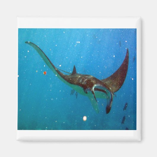 ハナウマベイハワイマンタレイ マグネット (正面)