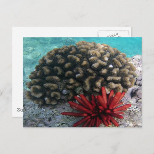 ハナウマベイハワイ – 鉛筆石板シーウルチン ポストカード (正面/裏面)