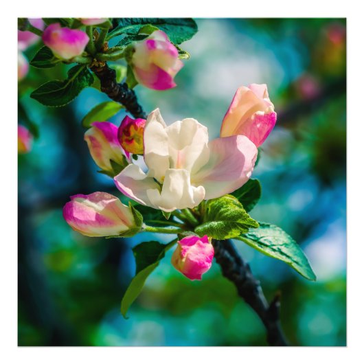 ハナカイドウの花と蕾 フォトプリント (正面)