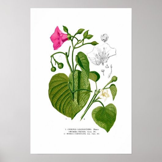 ハナガキ科 ポスター (正面)