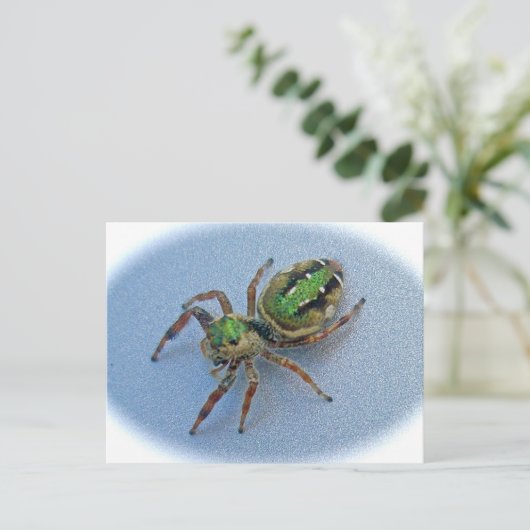 ハナガキ科 ポストカード (スタンド正面)