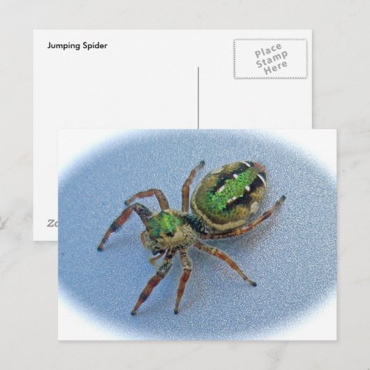 ハナガキ科 ポストカード (正面/裏面)