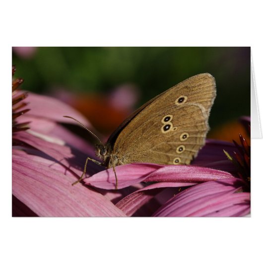 ハナガキ (正面横)