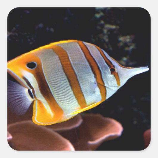 ハナガキ スクエアシール (正面)