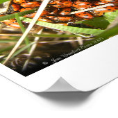 ハナガキ ポスター (角)