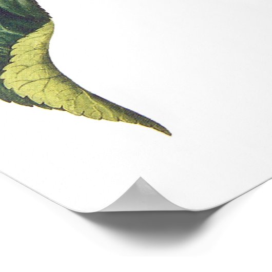 ハナガキ ポスター (角)