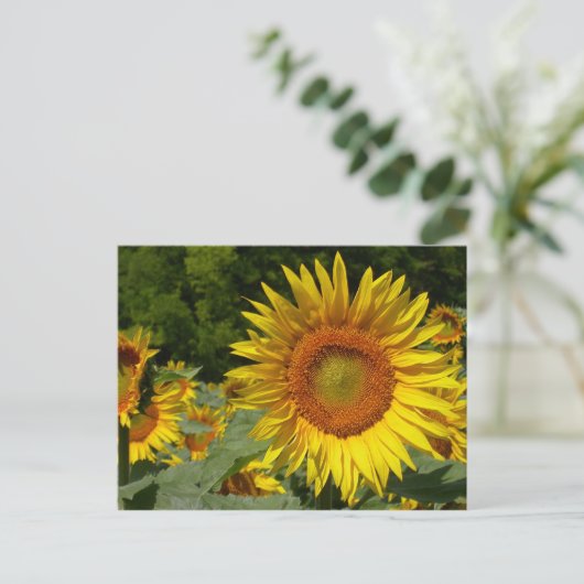 ハナガキ ポストカード (スタンド正面)