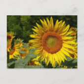 ハナガキ ポストカード (正面)