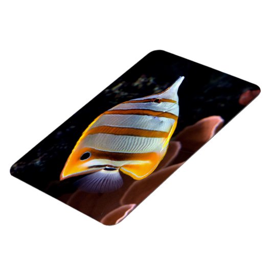 ハナガキ マグネット (左側)