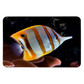 ハナガキ マグネット (横)