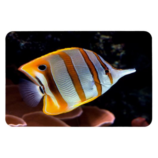 ハナガキ マグネット (横)