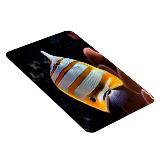 ハナガキ マグネット (右側)