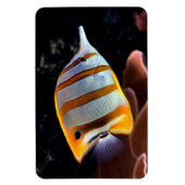 ハナガキ マグネット (縦)