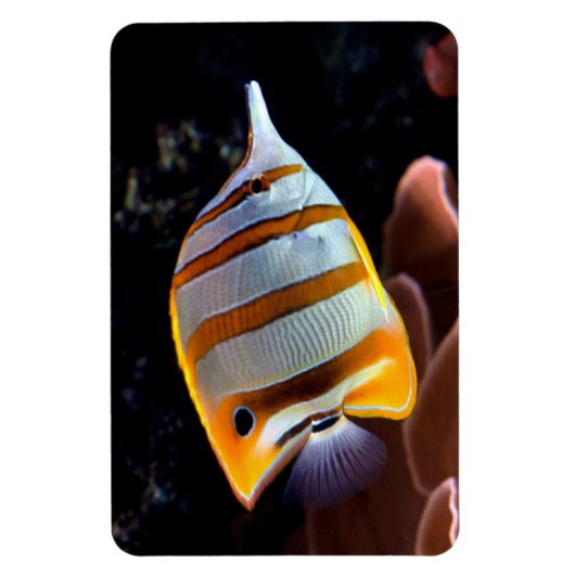 ハナガキ マグネット (縦)