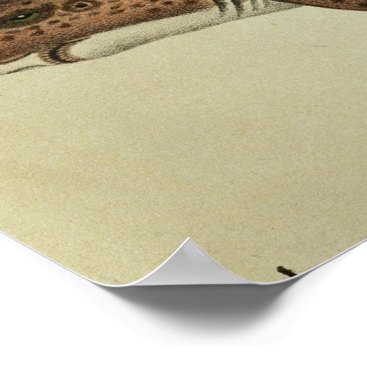 ハナガマズ ポスター (角)