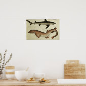 ハナガマズ ポスター (キッチン)