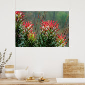 ハナシミツ ポスター (キッチン)