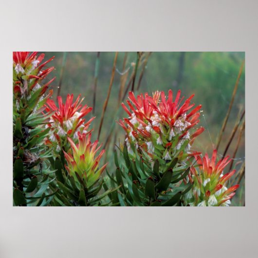 ハナシミツ ポスター (正面)