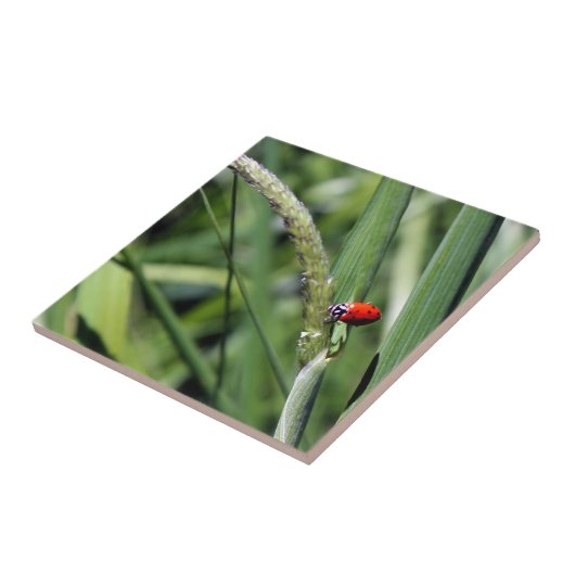 ハナショウブ タイル (側面)