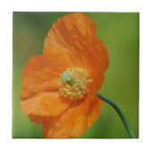 ハナビシソウ タイル (正面)